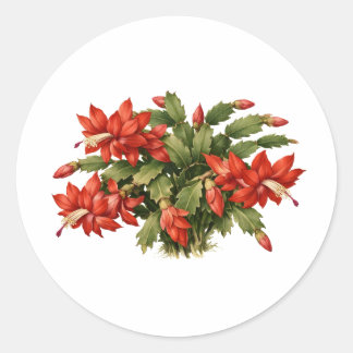 Blooming Red Christmas Cactus Plant  Classic Round Sticker