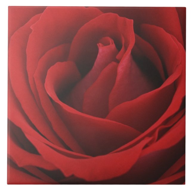 Blooming Red Rose Ceramic Tile (Front)