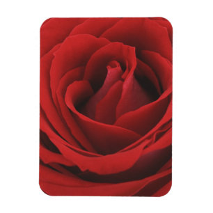Blooming Red Rose Magnet