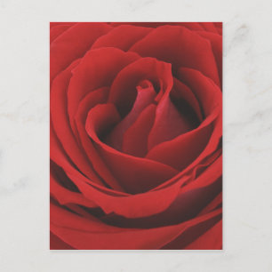 Blooming Red Rose Postcard