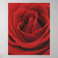 Blooming Red Rose