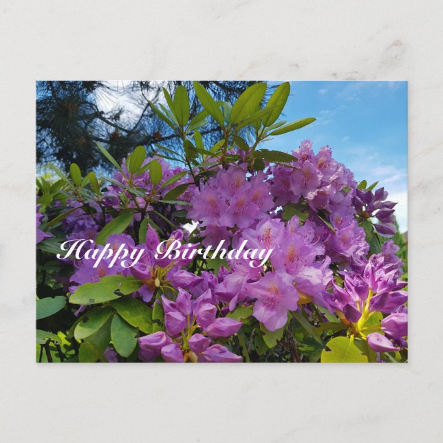 Blooming Rhododendron Happy Birthday Holiday Postcard (Front)