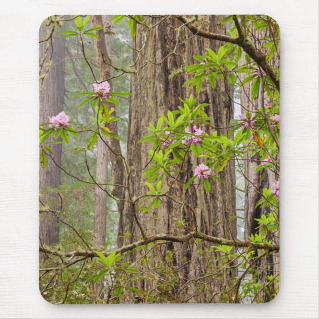 Blooming Rhododendrons | Redwoods State Park,CA Mouse Pad (Front)