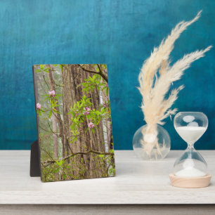 Blooming Rhododendrons   Redwoods State Park,CA Plaque