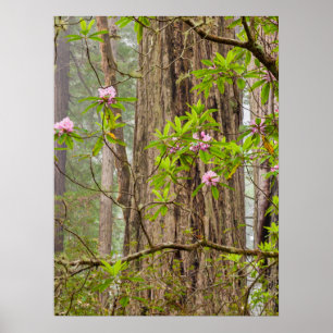 Blooming Rhododendrons Redwoods State Park,CA Poster
