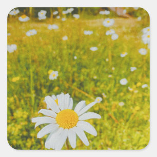 Blooming scandinavian summer field  square sticker