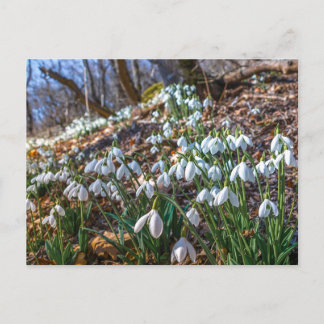 Blooming Snowdrop Flowers Spring Forest Nature Pos Holiday Postcard