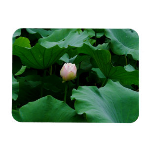 Blooming Soon Magnet