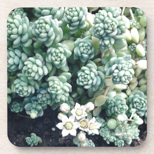 Blooming Succulent Plant Coaster (Front)
