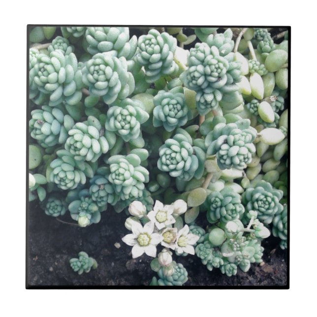 Blooming Succulent Plant Tile (Front)