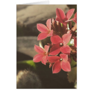 Blooming Succulents in my Garden