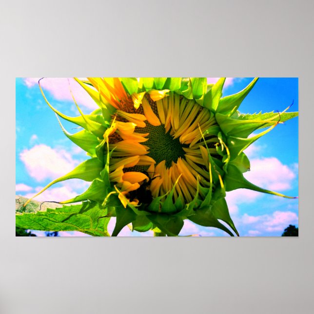 Blooming Sunflower Poster (Front)