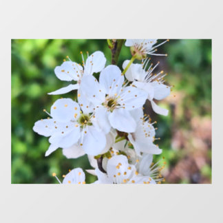 Blooming Tree in Spring Romania – Blossom Photogra