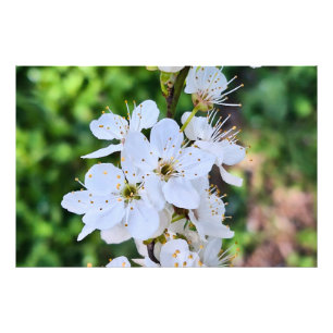 Blooming Tree in Spring Romania – Blossom Photogra Photo Print