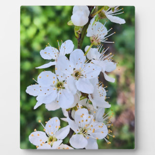 Blooming Tree in Spring Romania – Blossom Photogra Plaque