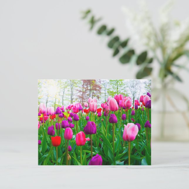 Blooming Tulip Flowers in Spring  Postcard (Standing Front)