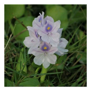 Blooming Water Hyacinth - Tropical Aquatic Flower Poster