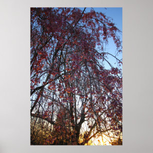 Blooming Weeping Cherry Tree in Spring Poster