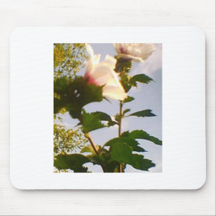 Blooming White Rose in the Blue Sky Mouse Pad