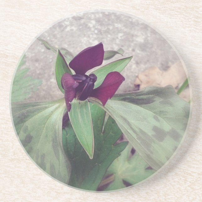 Blooming Wildflower Coaster (Front)