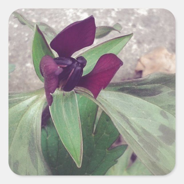 Blooming Wildflower Square Sticker (Front)