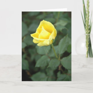 Blooming Yellow Rose Card