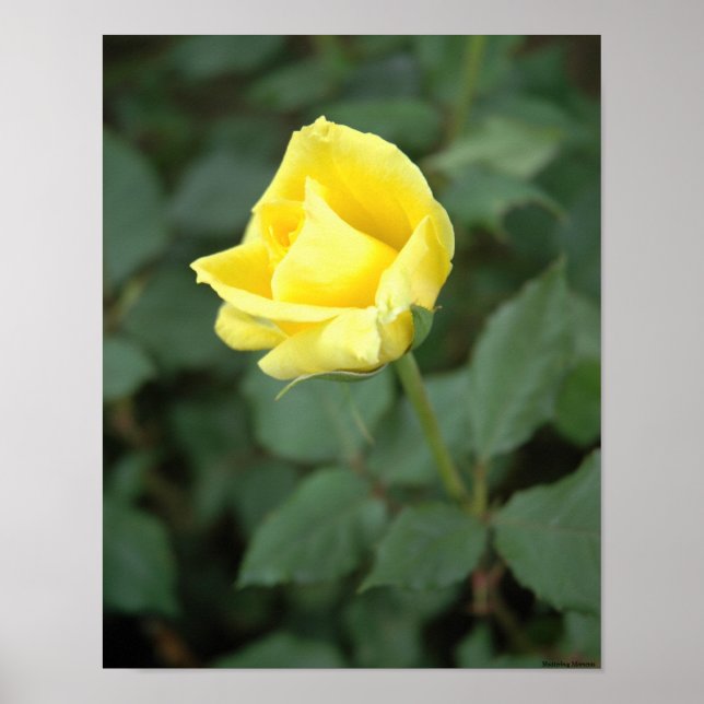 Blooming Yellow Rose Poster (Front)