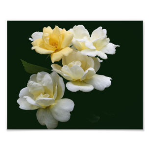Blooming Yellow Roses 8x10 Photo Print