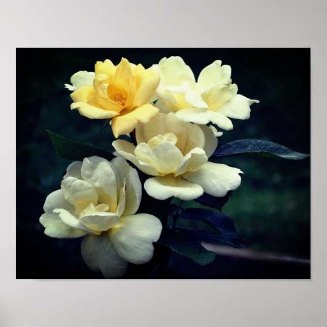 Blooming Yellow Roses  Poster (Front)