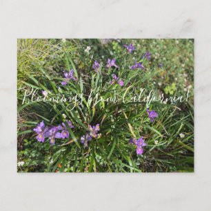 Bloomings from California: April Iris Postcard