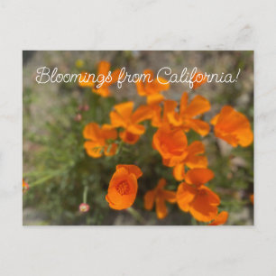 Bloomings from California: April Wildflowers Postcard
