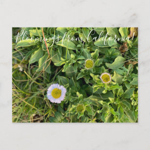 Bloomings from California: Beach Aster Postcard