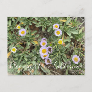 Bloomings from California: Beach Aster Postcard