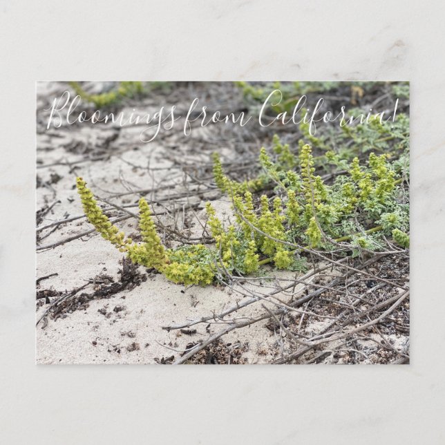 Bloomings from California: Beach Bur Postcard (Front)