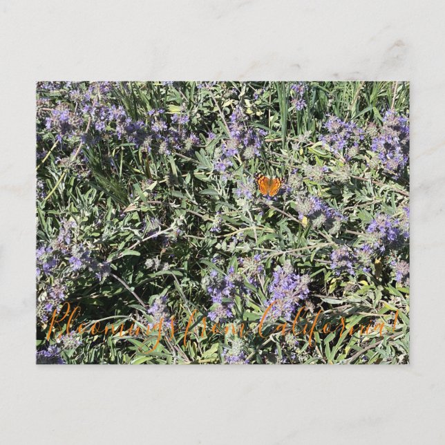 Bloomings from California: Bee's Bliss Sage Postcard (Front)