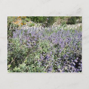 Bloomings from California: Bee's Bliss Sage Postcard