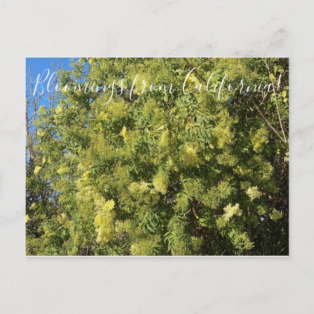 Bloomings from California: Black Elderber Postcard (Front)