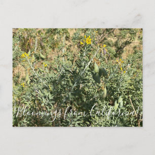 Bloomings from California: Bladderpod Postcard
