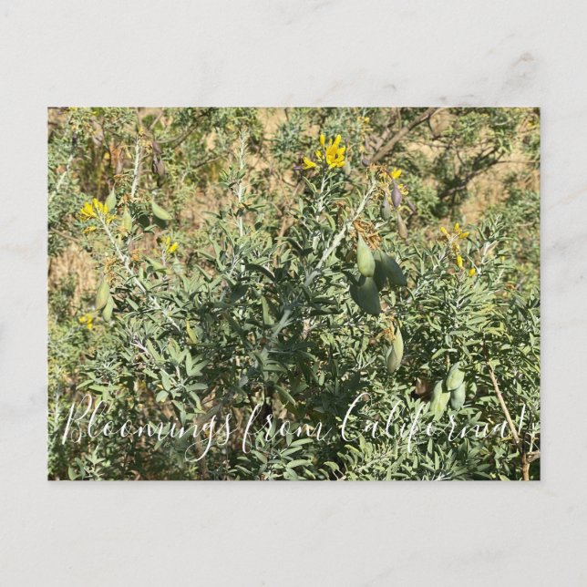 Bloomings from California: Bladderpod Postcard (Front)