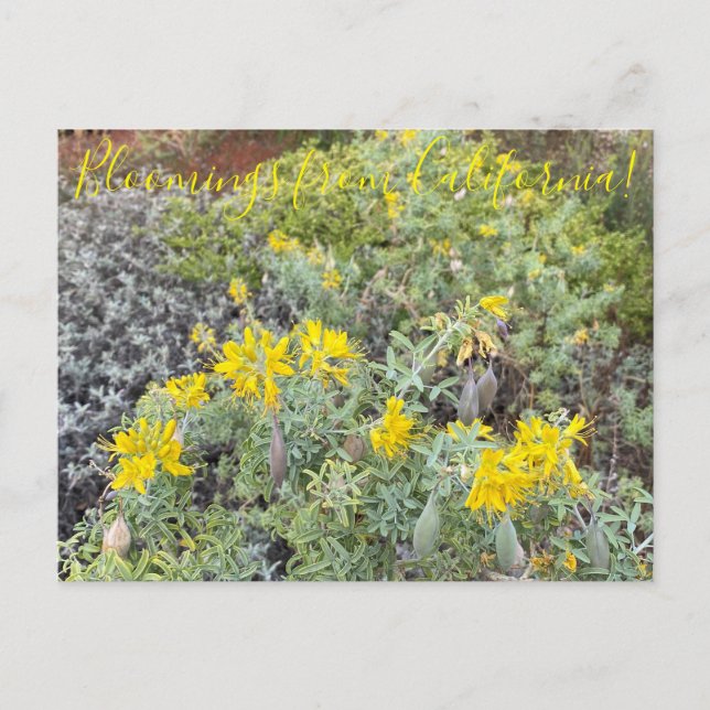 Bloomings from California: Bladderpod Postcard (Front)