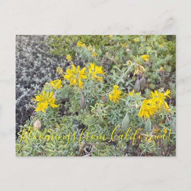 Bloomings from California: Bladderpod Postcard (Front)