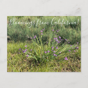 Bloomings from California: Blue Eyes Postcard