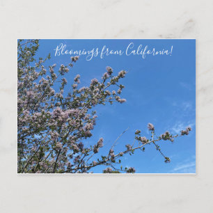 Bloomings from California: Buck Brush Postcard