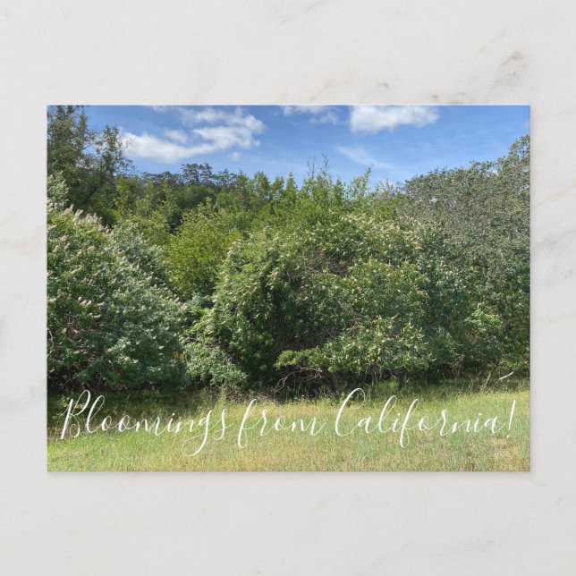 Bloomings from California: Buckeyes Postcard (Front)