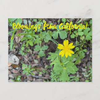 Bloomings from California: Buttercup Postcard