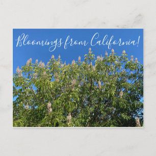 Bloomings from California: California Buckeye Postcard