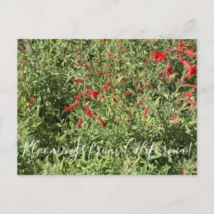 Bloomings from California: California Fuchsia Postcard