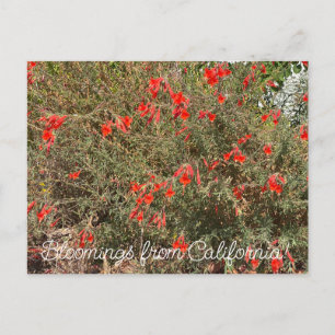 Bloomings from California: California Fuchsia Postcard