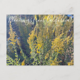 Bloomings from California: California Goldenrod Po Postcard