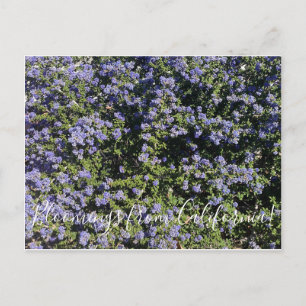 Bloomings from California!: California Lilac Postcard